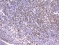 Anti-CD18 ITGB2 Antibody Picoband™ (monoclonal, 1A3/2A10)